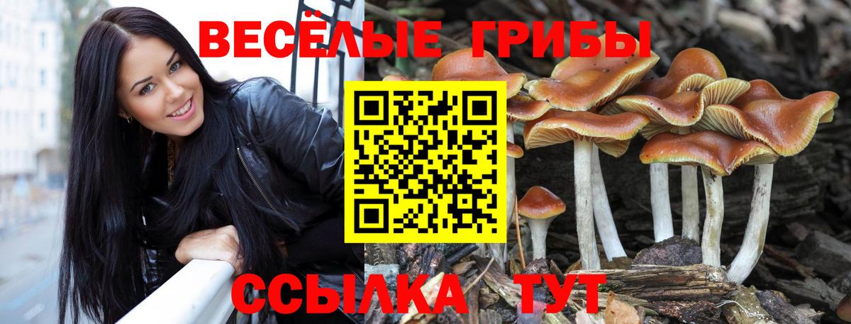 Галлюциногенные грибы Psilocybine cubensis Славгород
